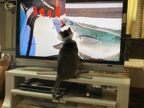 テレビ　さかな